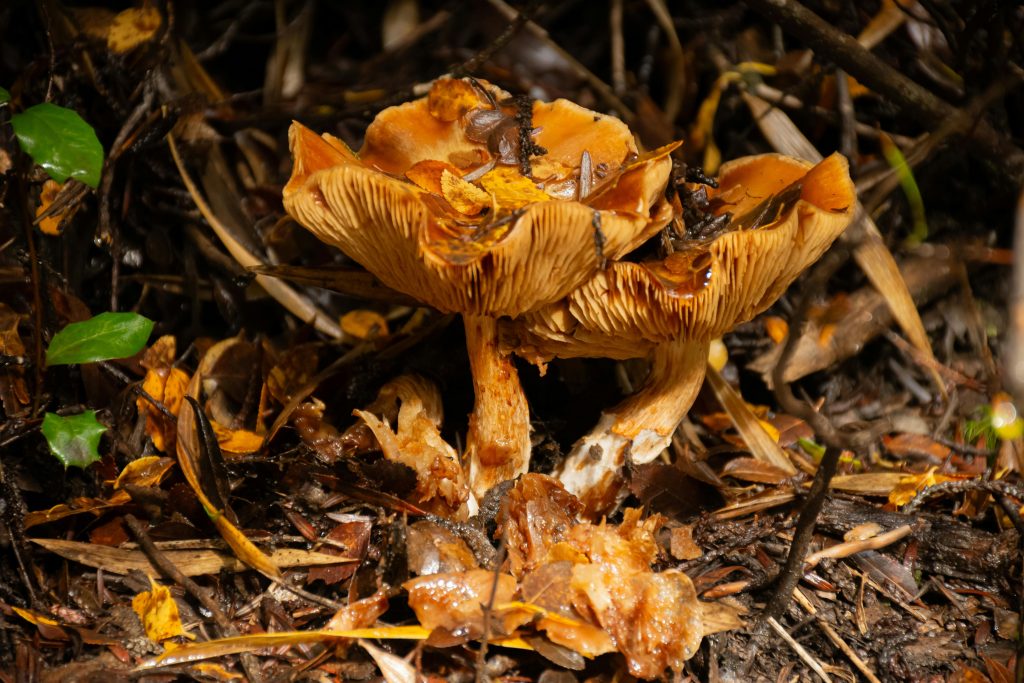 photo by Jennifer Gaete (https://www.pexels.com/photo/close-up-of-wild-mushrooms-in-a-forest-floor-32923365/)