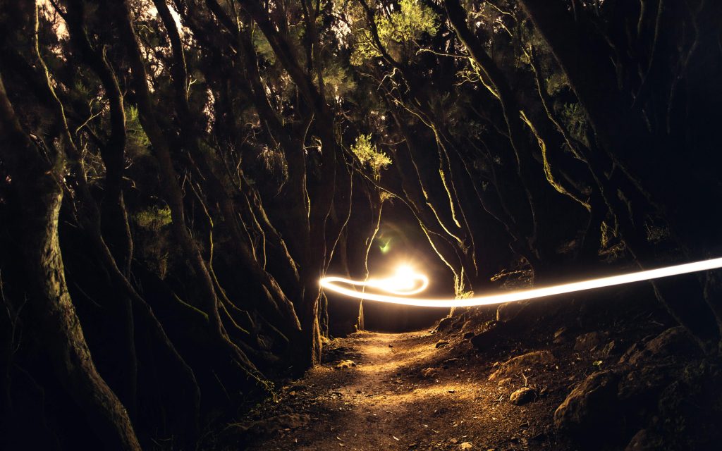 photo by Marek Piwnicki (https://www.pexels.com/photo/sun-ray-on-forest-13327765/)
